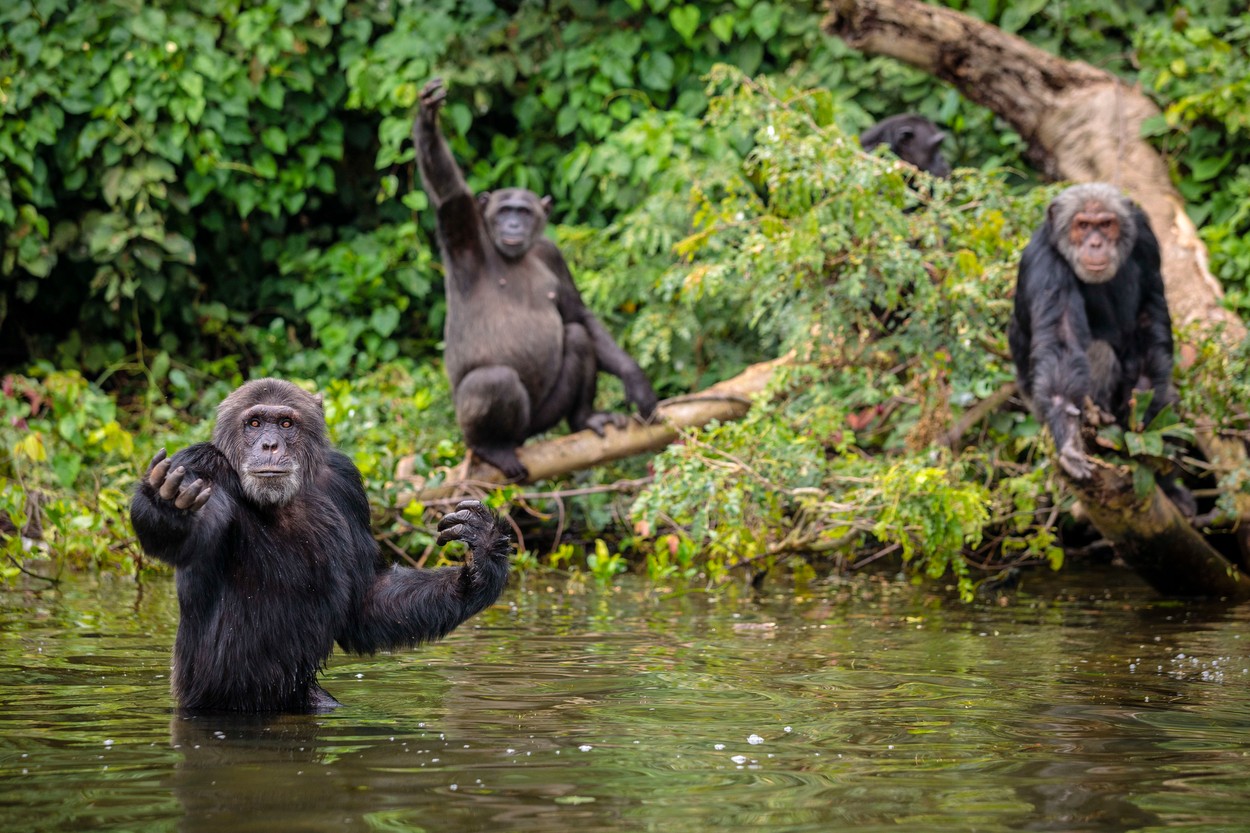 Studiu: Oamenii inteleg instinctual gesturile prin care comunica cimpanzeii. Cum flirteaza primatele in jungla