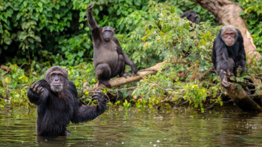 Cimpanzei în râu într-o junglă