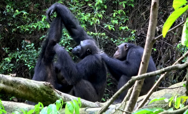 cimpanzei-junglă (2)
