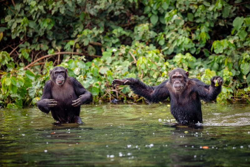 cimpanzei râu junglă