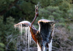 A frozen crane sculpture fountain hangs icicles from its wings