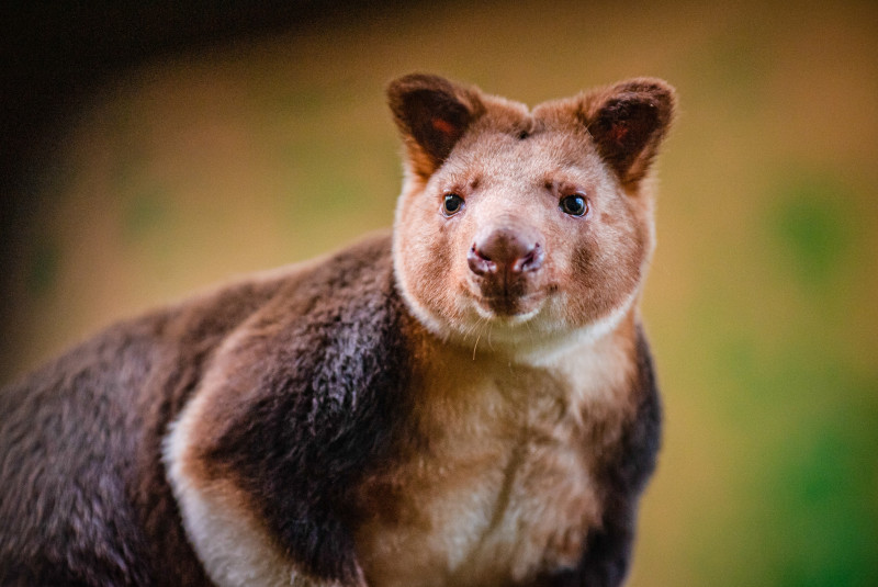 Chester Zoo Welcomes First Ever Goodfellow's Tree Kangaroo Joey