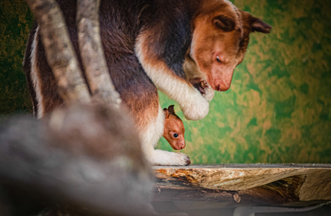 Chester Zoo Welcomes First Ever Goodfellow's Tree Kangaroo Joey