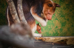 Chester Zoo Welcomes First Ever Goodfellow's Tree Kangaroo Joey