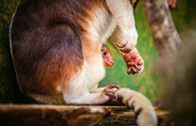 Prima ieșire din marsupiu a unui pui dintr-o specie rară de cangur arboricol