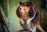 Chester Zoo Welcomes First Ever Goodfellow's Tree Kangaroo Joey