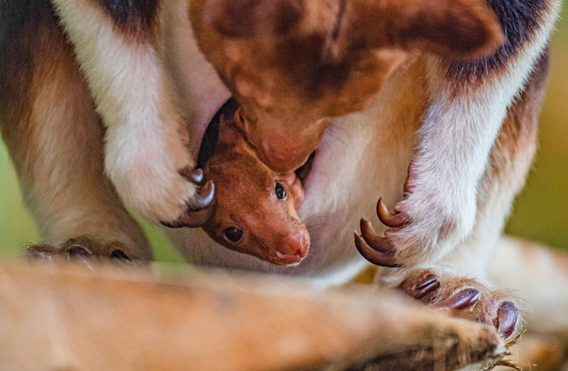 Prima ieșire din marsupiu a unui pui dintr-o specie rară de cangur arboricol