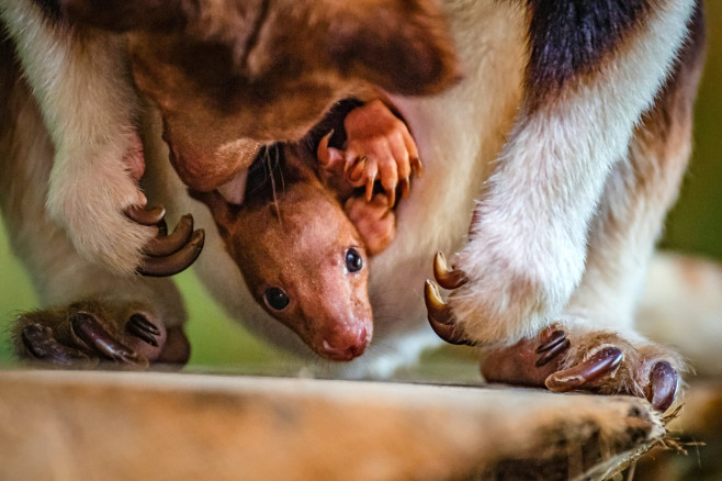 Îngrijitorii de la o grădină zoologică din Marea Britanie au surprins momentul în care un pui de cangur arboricol, o specie pe cale de dispariție, a ieșit pentru prima dată din marsupiu.. Foto: Profimedia Images