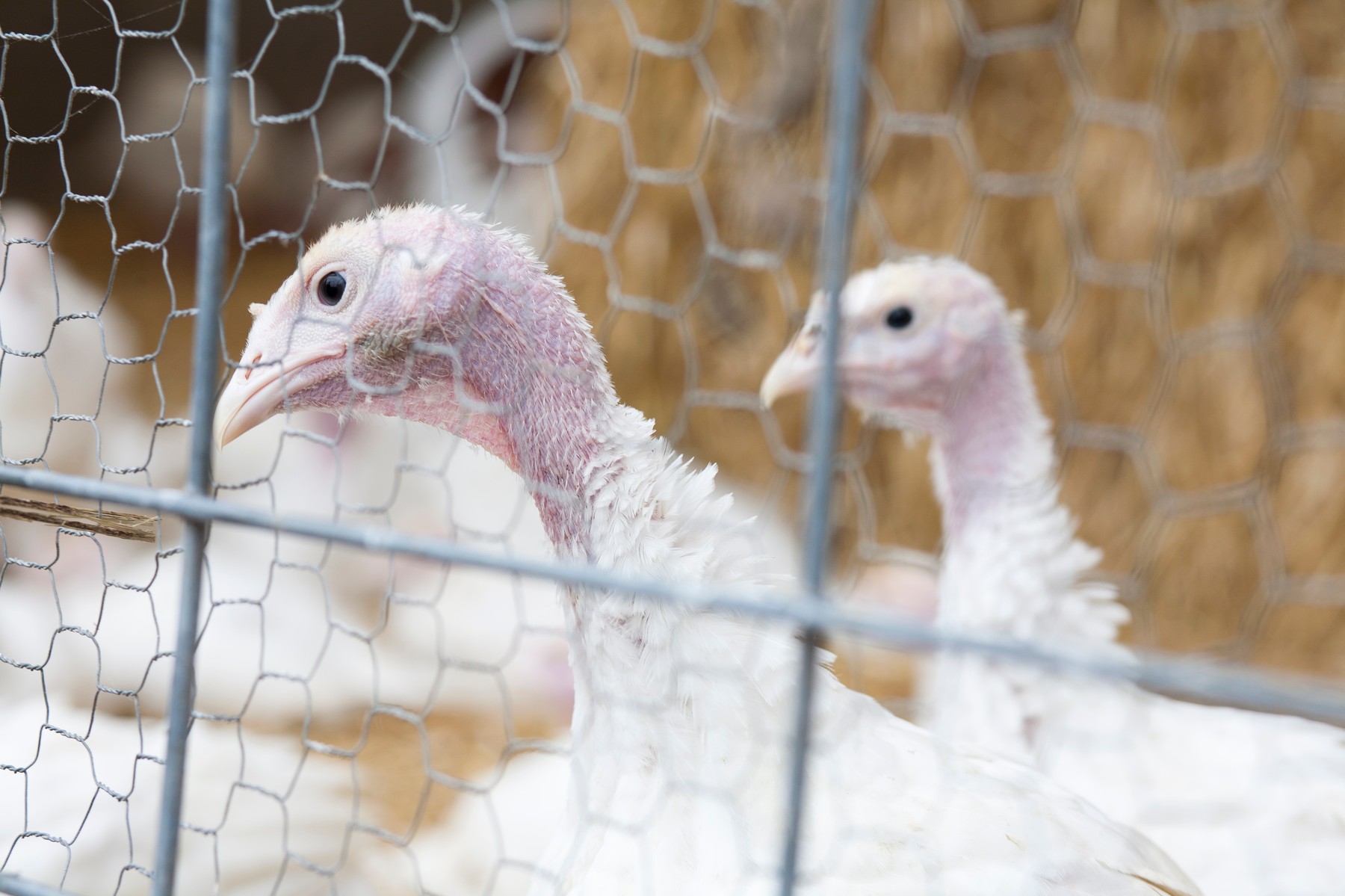 Focar de gripă aviară la o fermă de curcani cu peste 60.000 de păsări din Brașov