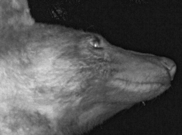Un urs care a găsit o cameră de supraveghere în pădure şi-a făcut 400 de selfie-uri