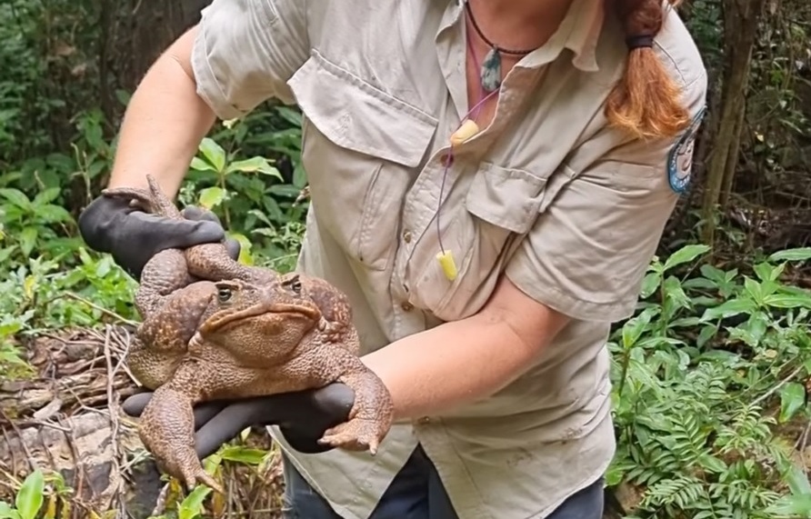 O broască cu o greutate de record mondial a fost găsită în Australia. De ce au decis autoritățile să o ucidă