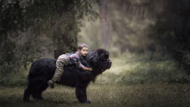 Un copil de trei ani stă pe spatele unui câine din rasa Newfoundland.