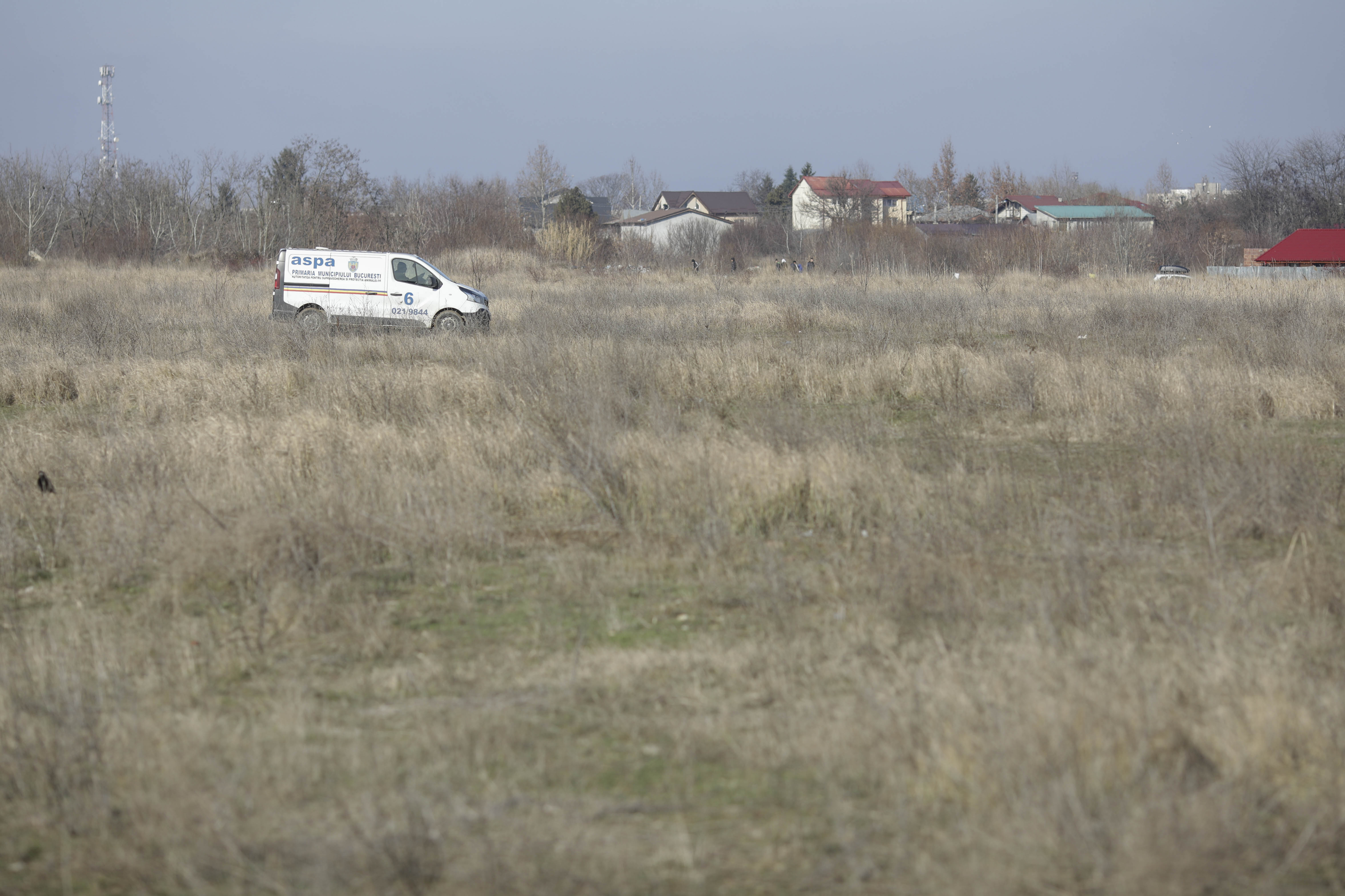 Femeie ucisă de câini în București, instituțiile își pasează vina. Primăria sector 6: N-am primit sesizări, ASPA se ocupă de maidanezi