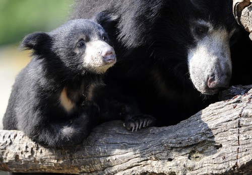 Trei urşi au murit din cauza frigului intr-un avion blocat pe un aeroport din Belgia