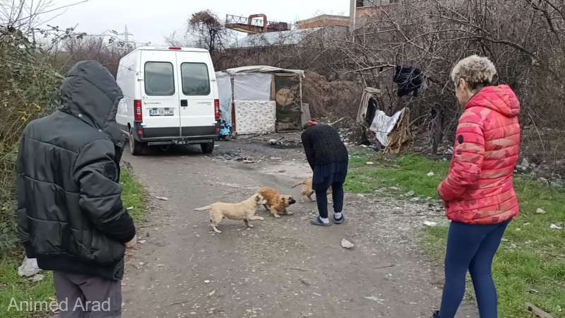 O asociaţie pentru protecţia animalelor din Arad a încercat să sterilizeze gratis câini oferind şi bani, dar oamenii au refuzat