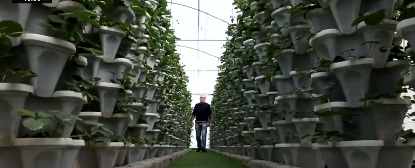 Ferma verticală ar putea deveni viitorul agriculturii