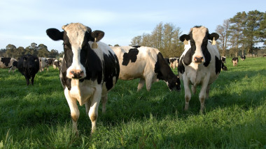 vaci de lapte Holstein Friesian