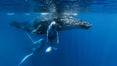 Balene cu cocoașă în ocean