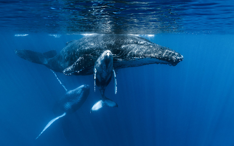 balene-cu-cocoașă