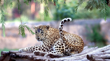 Un leopard sta pe un acoperis de lemn in India.
