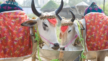 vaci india