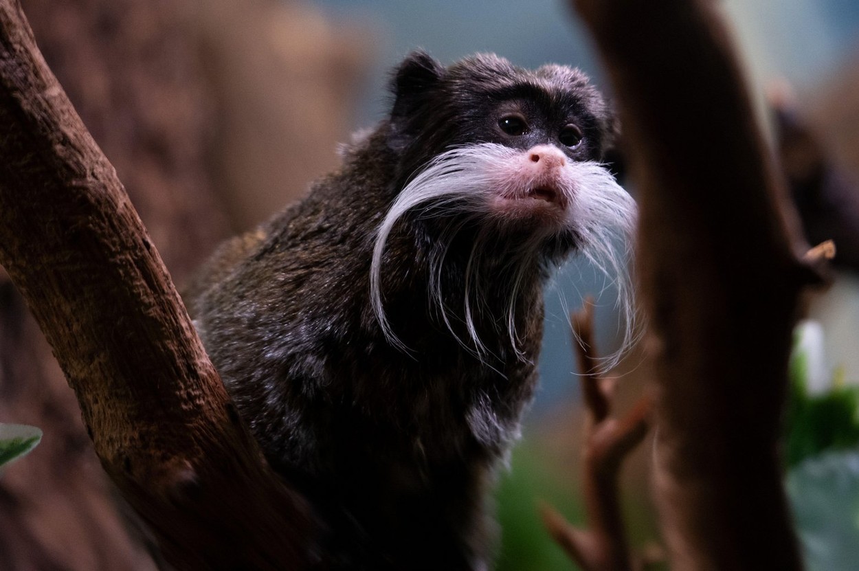 Două maimuțe tamarin împărat, dispărute de la Grădina Zoologică din Dallas au fost găsite într-un dulap