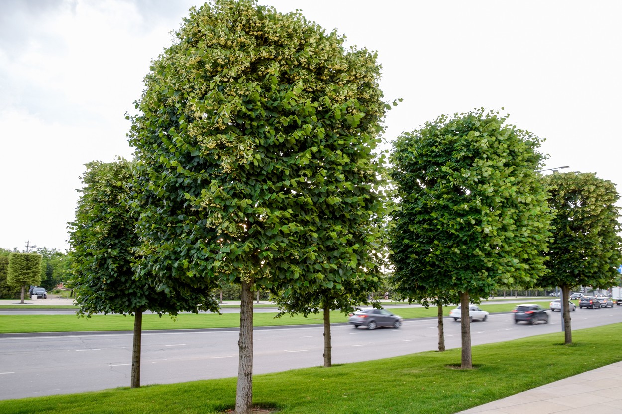 Copacii ar putea reduce cu o treime mortalitatea cauzată de caniculă în zonele urbane (studiu)