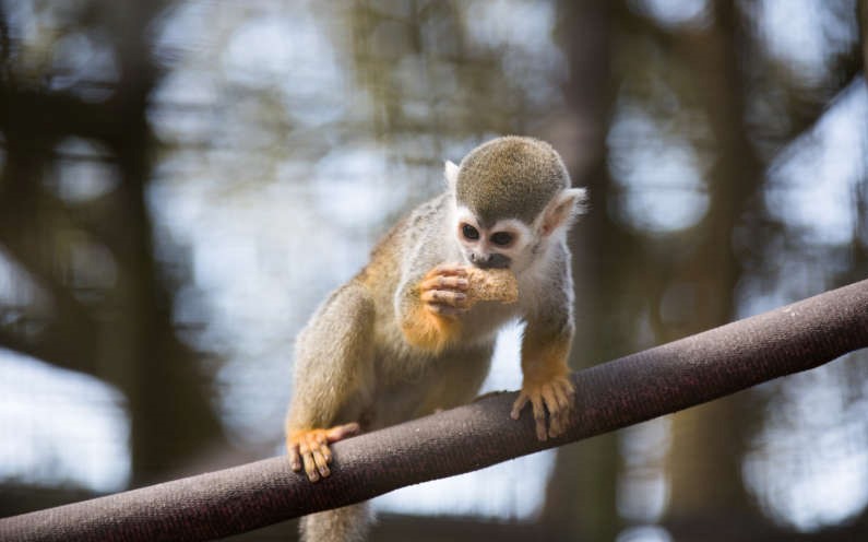 12 maimuţe-veveriţă au fost furate de la o grădină zoologică din Louisiana