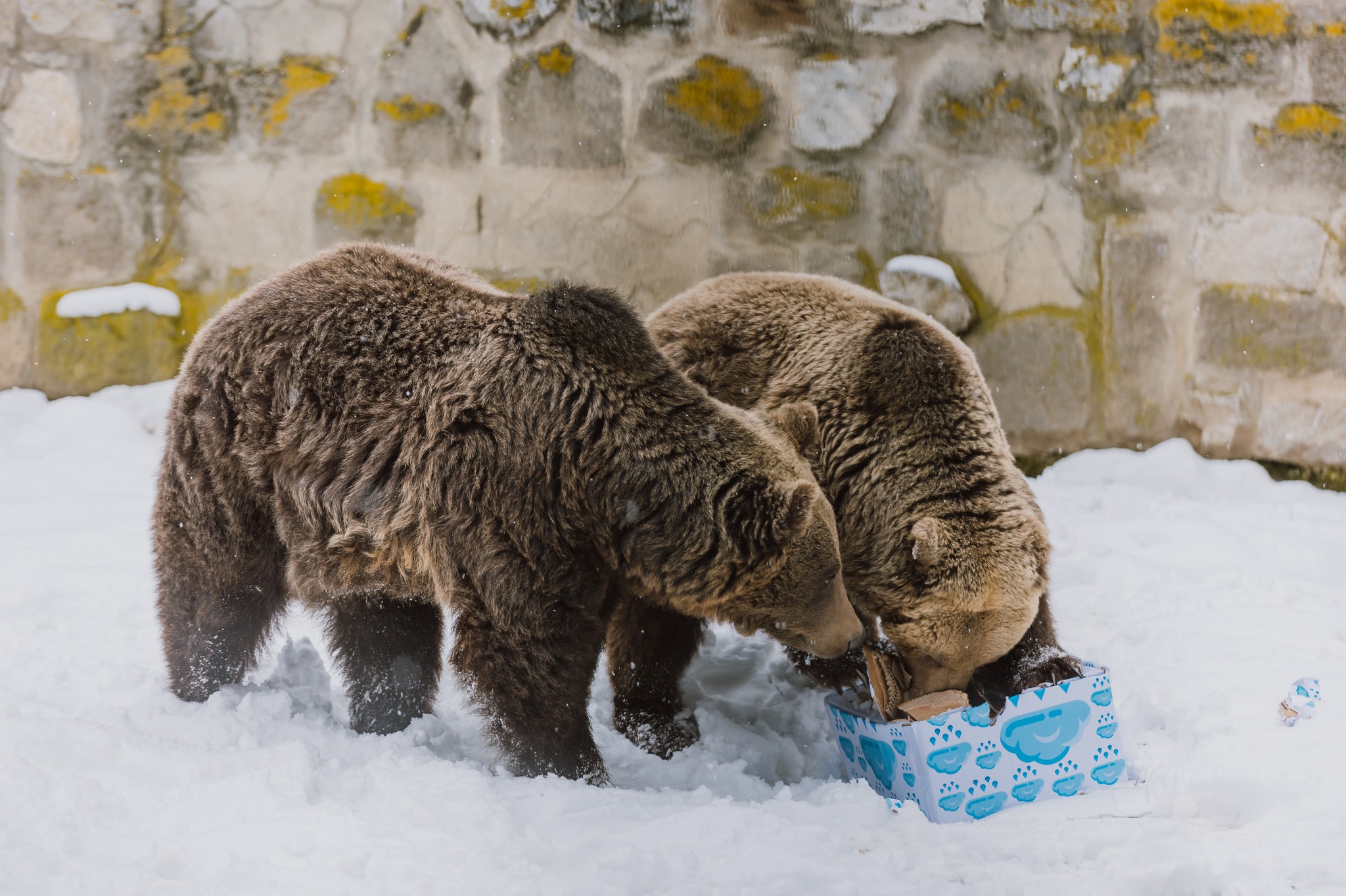 Urşii de la Zoo Târgu Mureş au ieșit din bârlog. Potrivit tradiției, primăvara e aproape