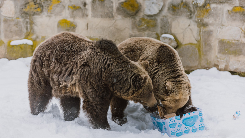 Urşii de la Zoo Târgu Mureş au ieșit din bârlog