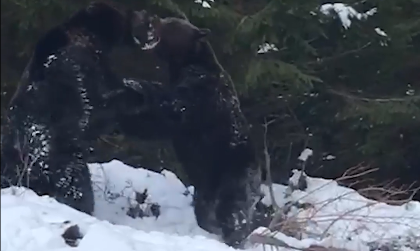 VIDEO. Imagini rare și spectaculoase cu o confruntare între doi urși filmate într-o pădure din Suceava