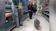 Un raton i-a pus la grea încercare pe polițiști