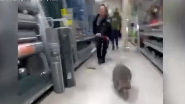Un raton i-a pus la grea încercare pe polițiști