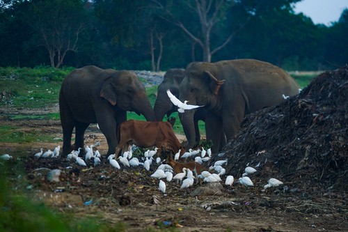 Sri Lanka interzice produsele din plastic de unică folosinţă, după moartea mai multor elefanţi şi cerbi sălbatici din cauza deşeurilor