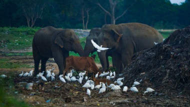 elefanti sri lanka