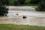 aukland-ciclon-inundatii-noua-zeelanda-profimedia1