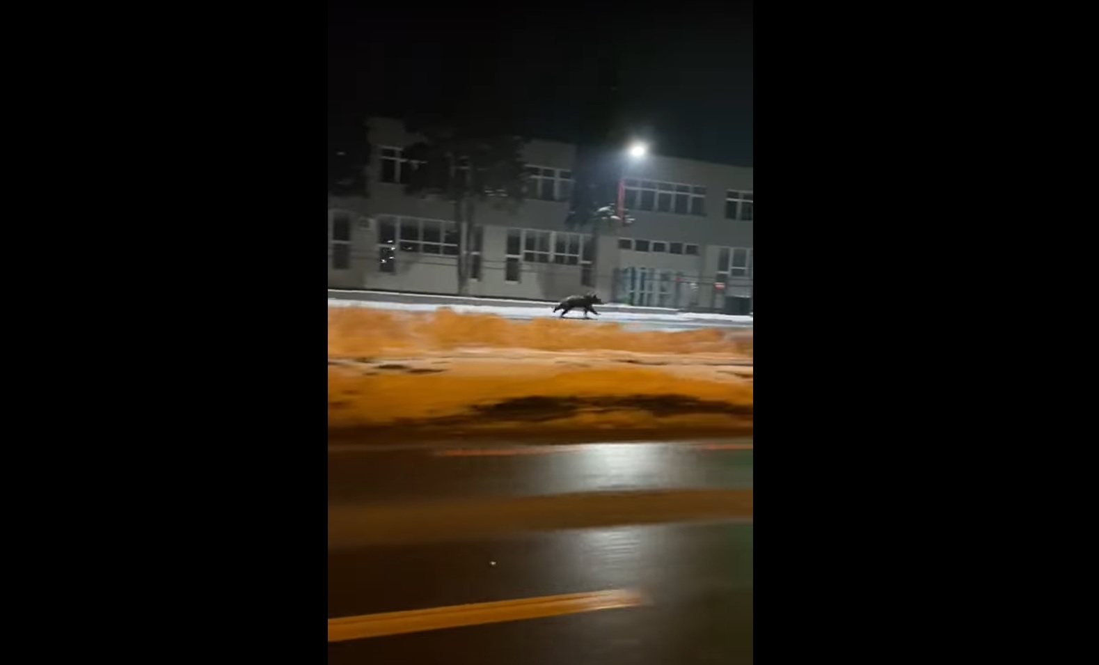 VIDEO Un urs aleargă pe o stradă principală din Șelimbăr. A fost emis un mesaj Ro-Alert