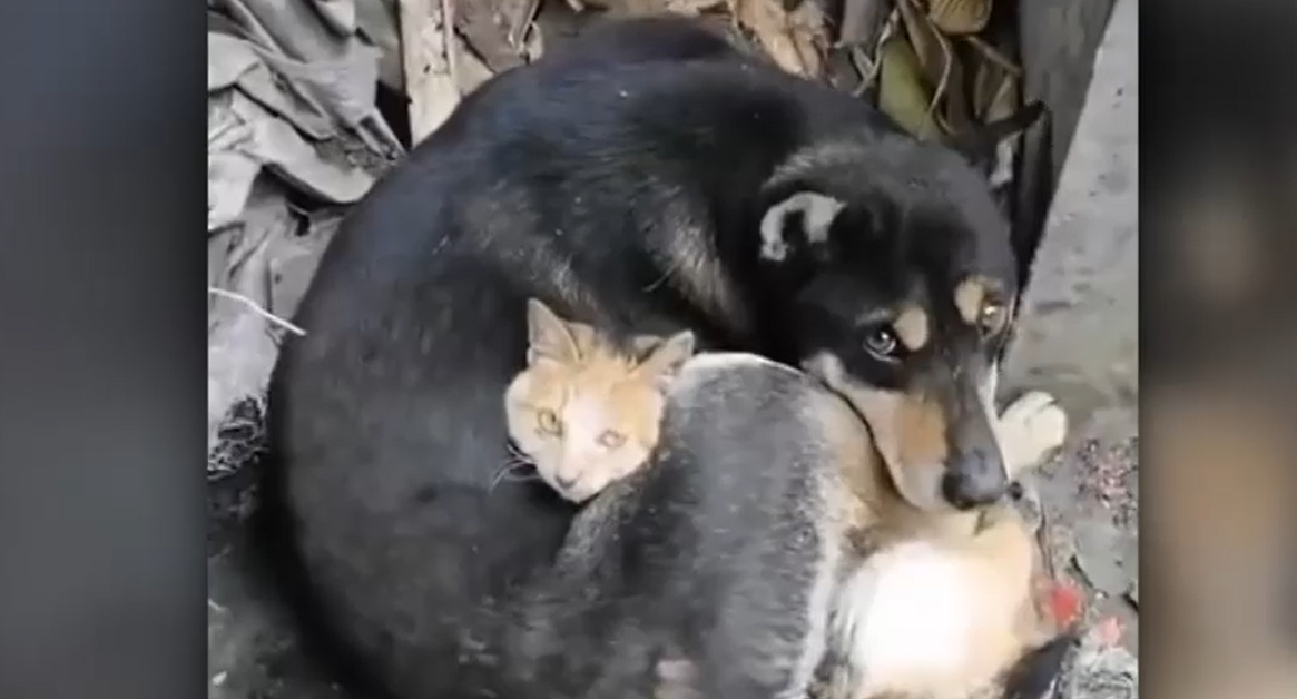 VIDEO Imagini emoționante cu o pisică și un câine ținându-și de cald unul altuia în ruinele din Turcia