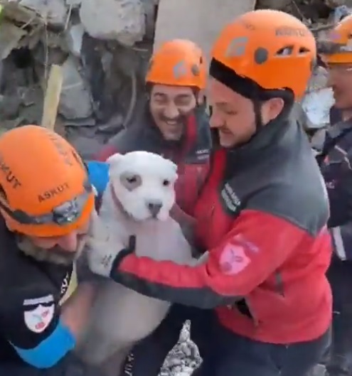 Doi câini au fost scoși vii și extrem de speriați la mai bine de 7 zile de la cutremur