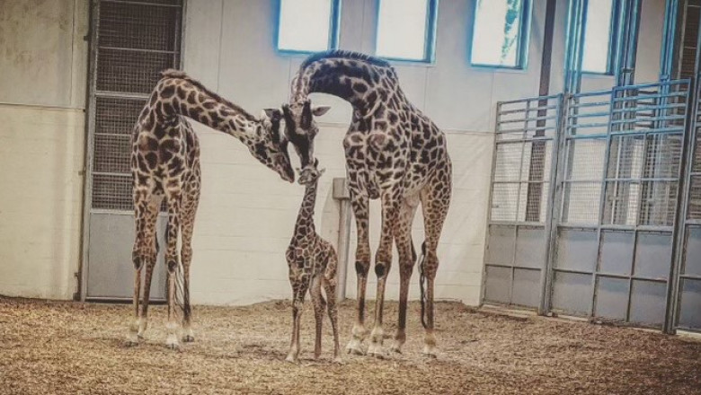 familie de girafe