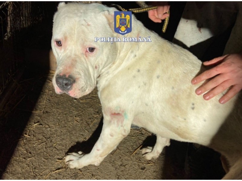 Câine cu urechile tăiate, antrenat pentru lupte, scos la vânzare pe rețelele sociale. Vânzătorii s-au trezit cu poliția la ușă