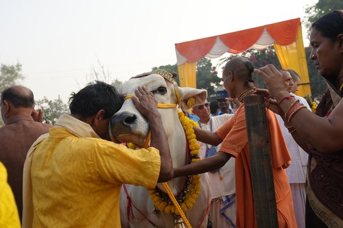India renunță la înlocuirea Zilei Îndrăgostiţilor cu Ziua îmbrăţişării vacilor, după un val de ironii: „Consimţământul e important”