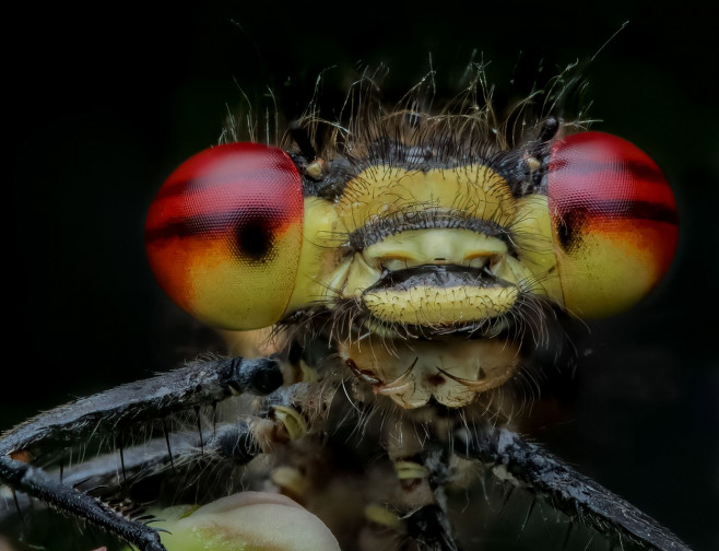 MACRO FOOTAGE OF AMAZING BUGS AND INSECTS