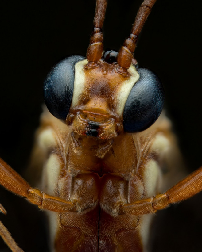 MACRO FOOTAGE OF AMAZING BUGS AND INSECTS