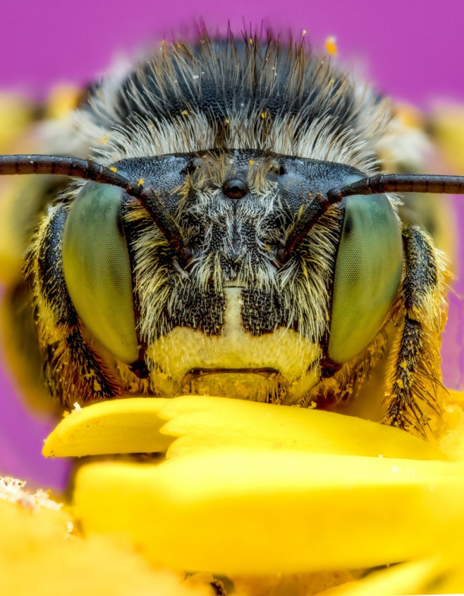 MACRO FOOTAGE OF AMAZING BUGS AND INSECTS