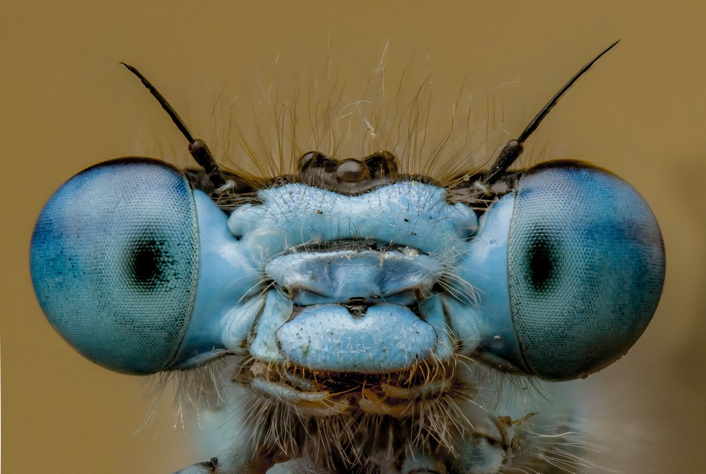 Portrete macro extraordinare ale insectelor întâlnite în natură
