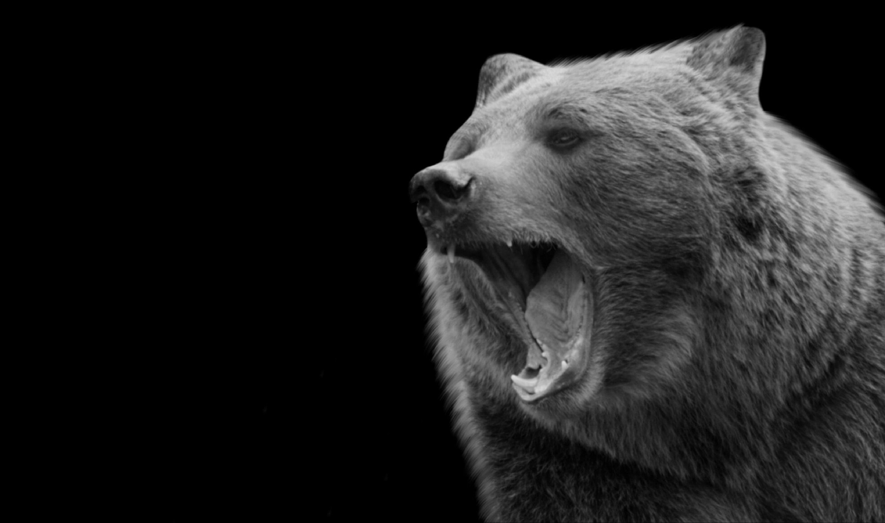 Povestea adevărată a lui „Pablo Eskobear”, ursul răpus de o supradoză de cocaină după ce s-a înfruptat din drogurile unui contrabandist