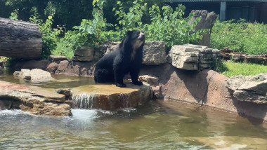 Un urs cu ochelari care a evadat de două ori într-o lună din ţarcul său stă pe o piatră dintr-un lac artificial în Saint Louis, SUA.