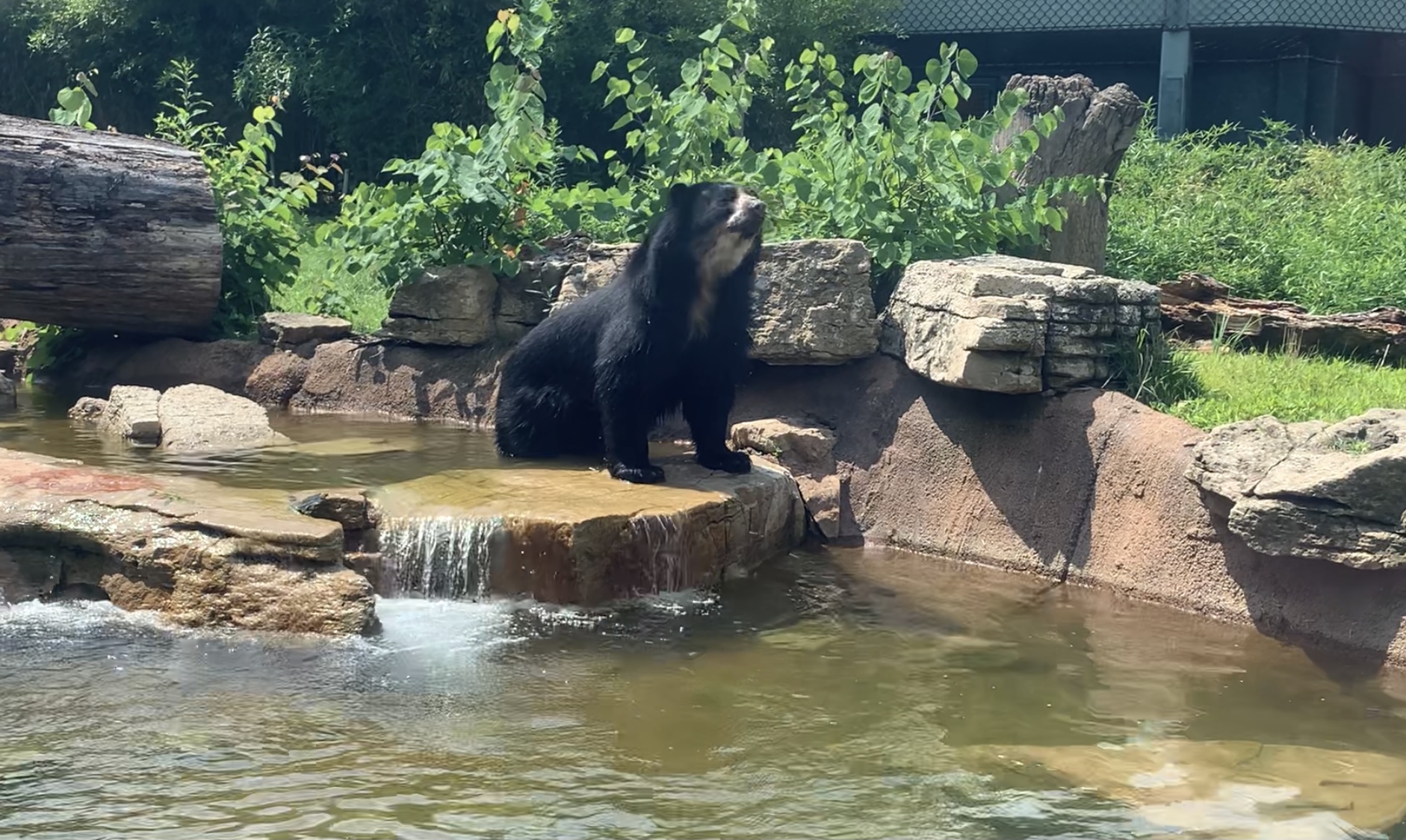 Ursul Ben a evadat de două ori într-o lună de la o grădină zoologică din SUA