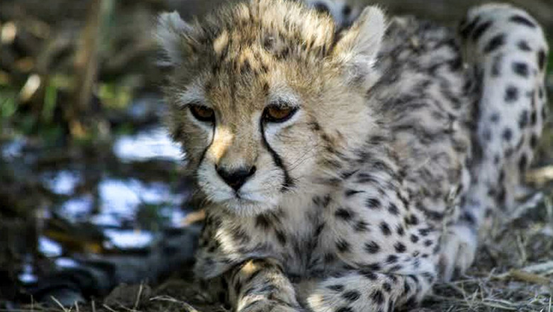 pirouz ghepard asiatic